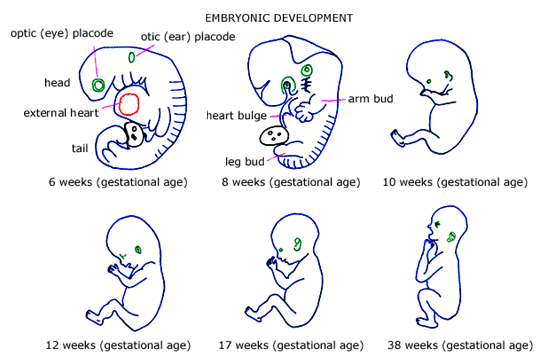 embryonic_development